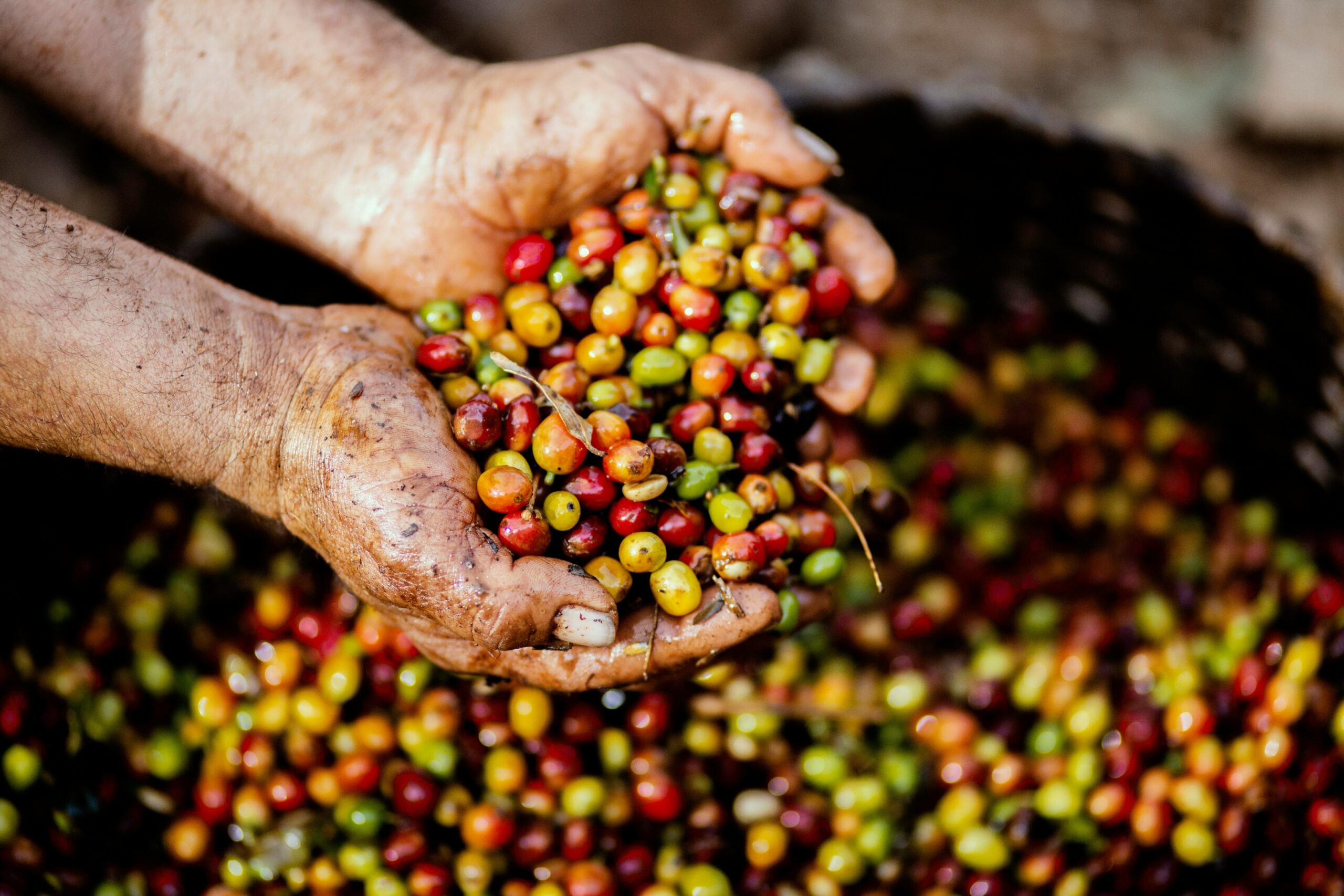 Sustainable farming practices by local coffee roasters.